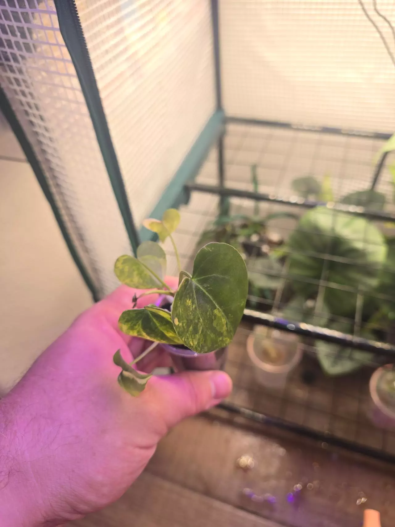 plant/Variegated Clarinervum Anthurium-6