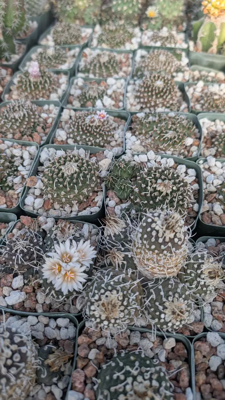 plant/NEW! Seed - Turbinicarpus schmeidickianus ssp. andersonii - 10 pcs-0