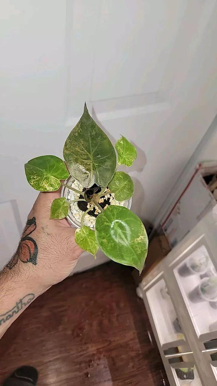 plant/Alocasia wentii var.-2