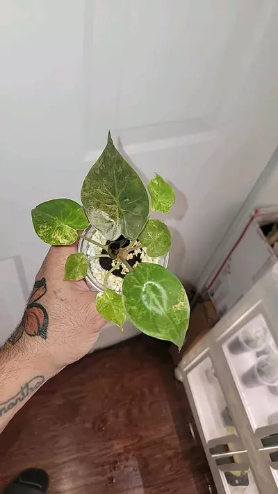 plant/Alocasia wentii var.-2-thumbnail