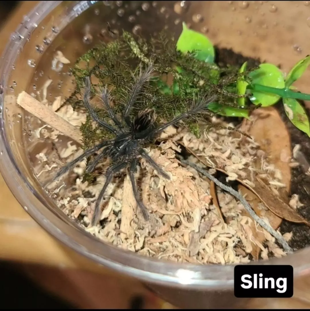 plant/Xenesthis immanis - Colombian Lesserblack Tarantula sling, 1.5-2"-0