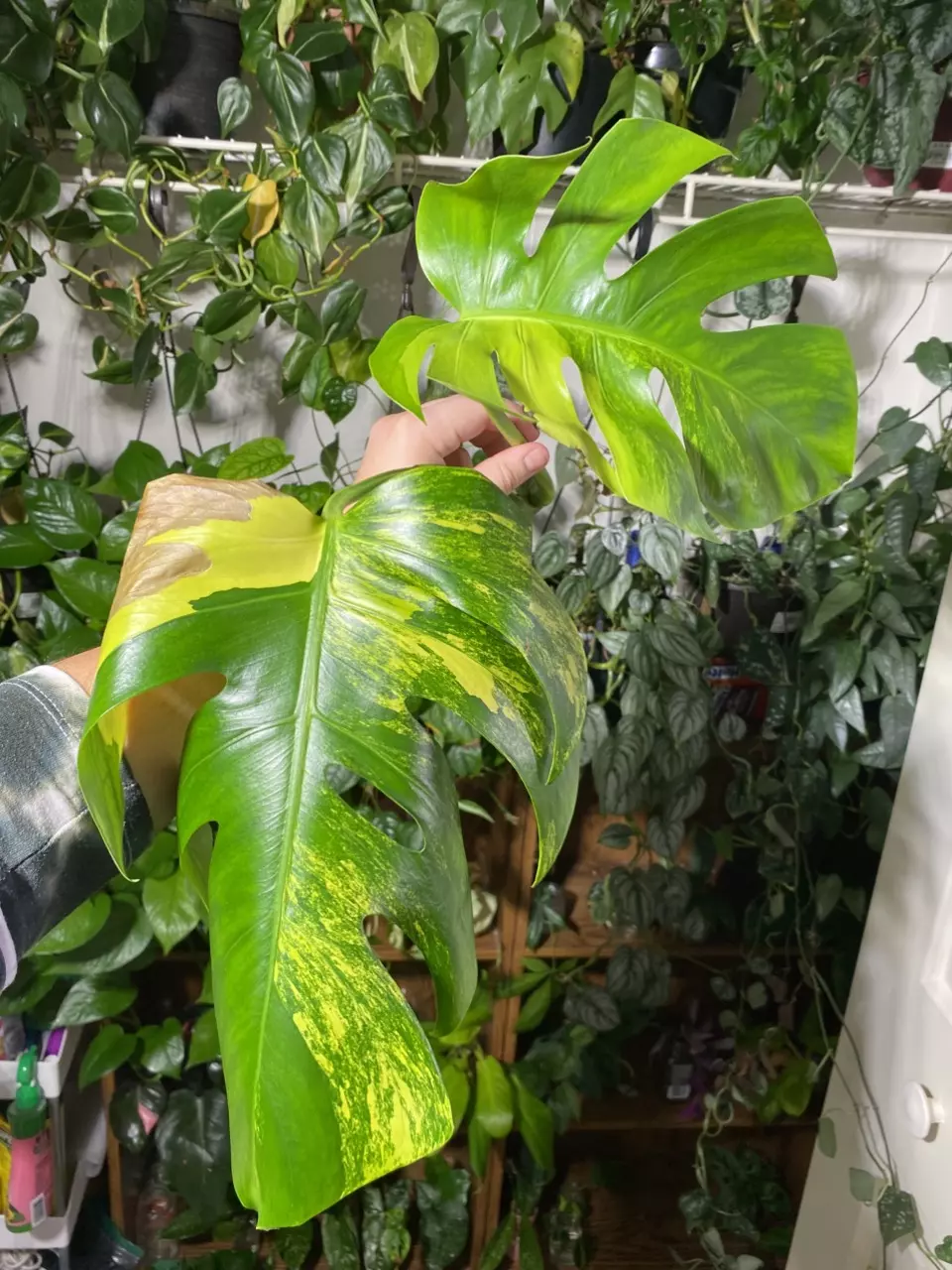 plant/Monstera Aurea Top Cut-2