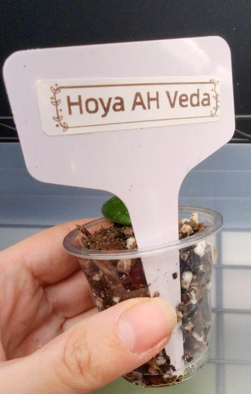 plant/Hoya AH Veda-2
