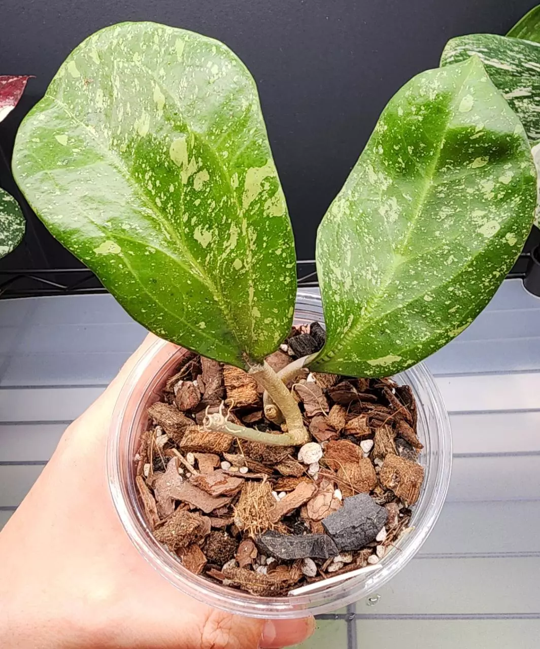 plant/Hoya Michele Splash-0