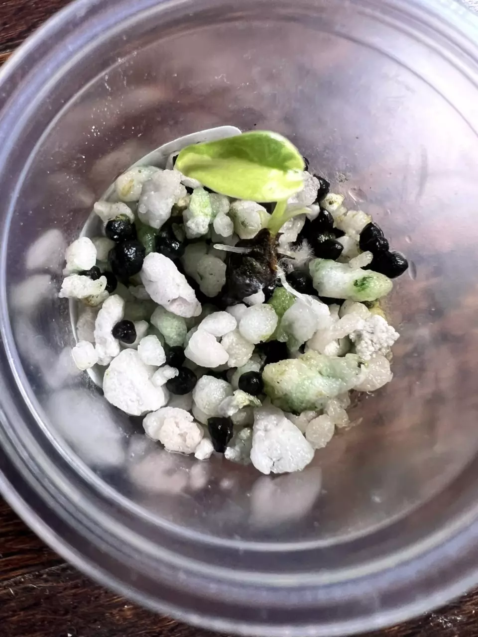 plant/(Read Description) Aurea Variegated Alocasia Simpo Corm-3