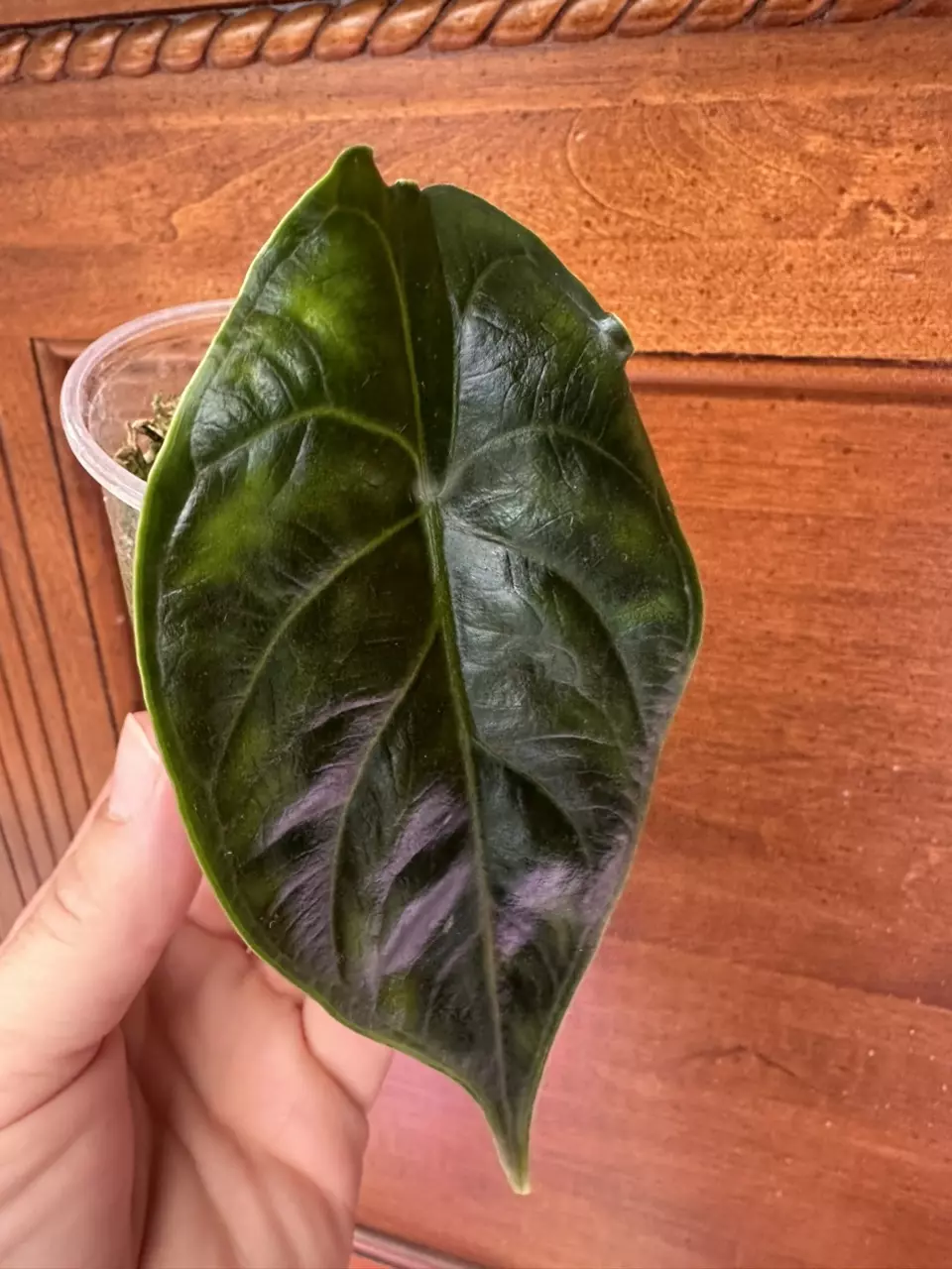 plant/Alocasia Green Unicorn-0