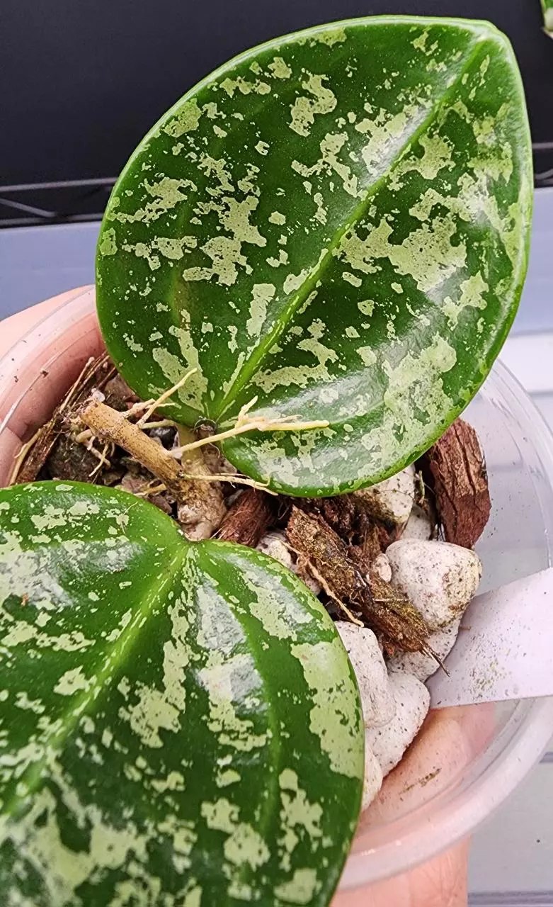 plant/🦄Hoya Cv. Aida-1