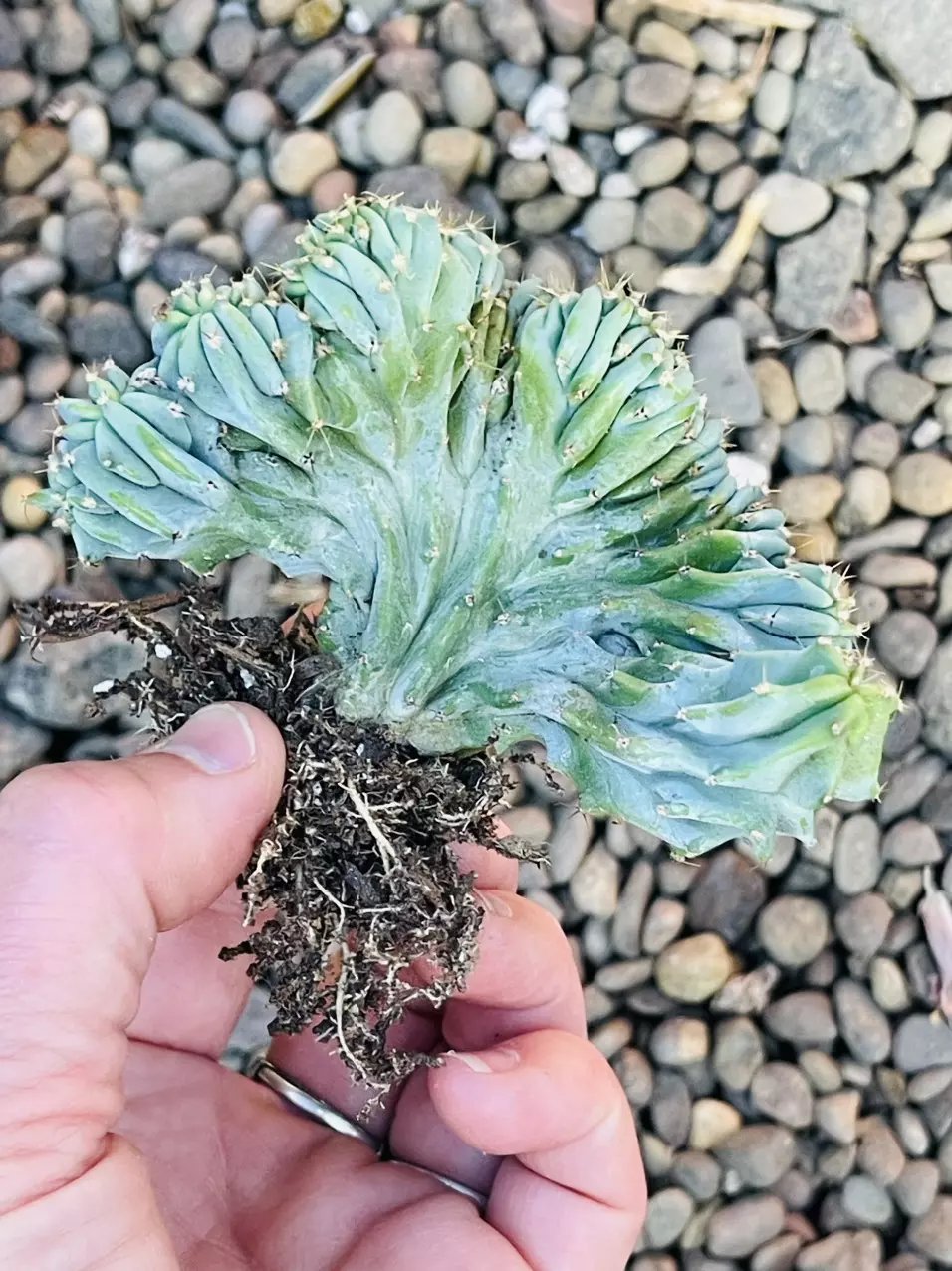 plant/Cactus Geometrizans Cristata 3”-0