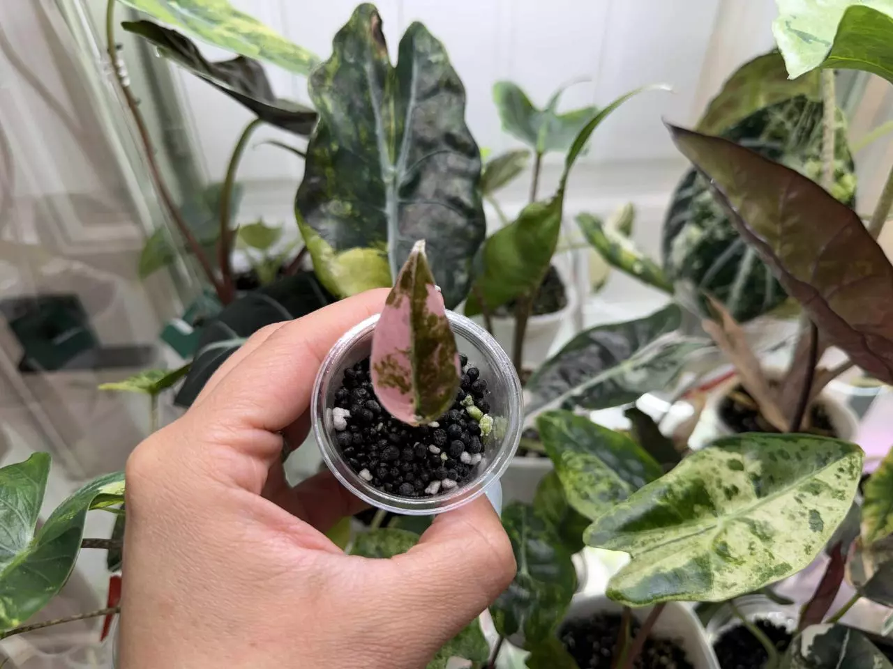 plant/Pink Sedenii Alocasia-1