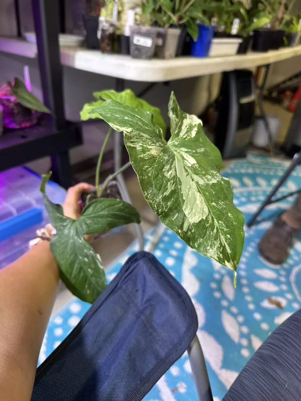 plant/Syngonium albo-1