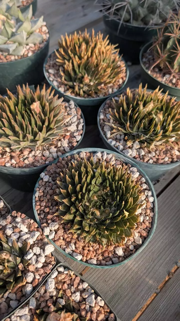 plant/NEW ! Seed  - Ariocarpus Trigonus Horacekii - 10 pcs - mother plants in listing-0