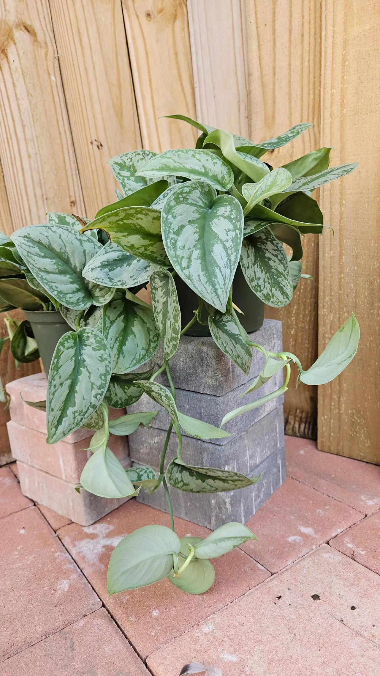 plant/Scindapsus pictus Silver Cloud Pothos Philodendron LIVE PLANT-3