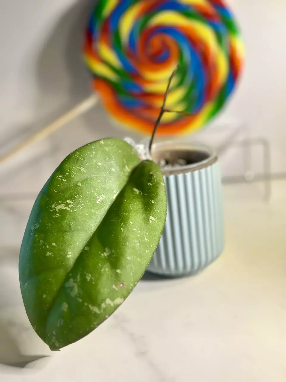 plant/Hoya Ceereen-1