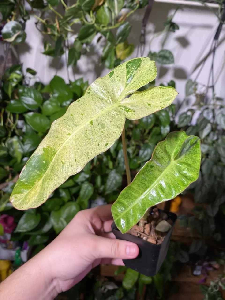 plant/Paraiso Verde Philodendron-0