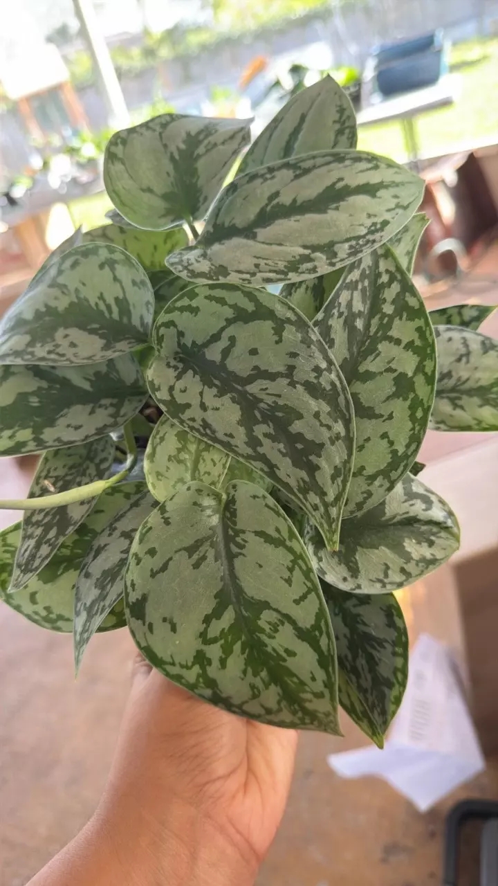 plant/Shipping feed-0