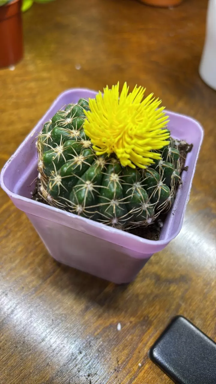 plant/Spider cactus with deco flower-0
