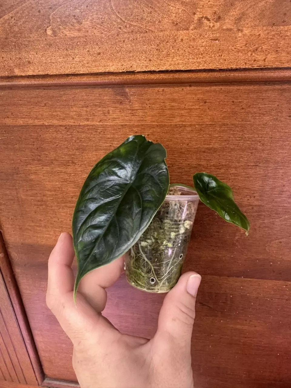 plant/Alocasia Green Unicorn-1