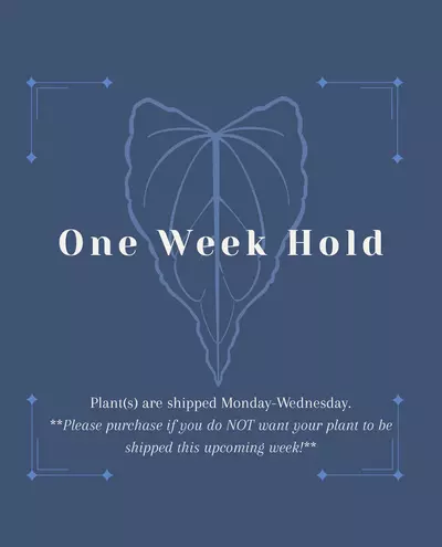 heat_pack/One Week Hold-0-thumbnail