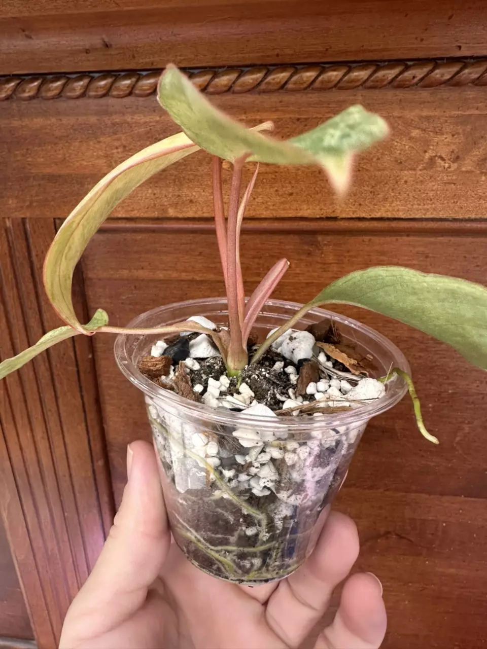 plant/Philodendron Paraiso Verde #0011-5