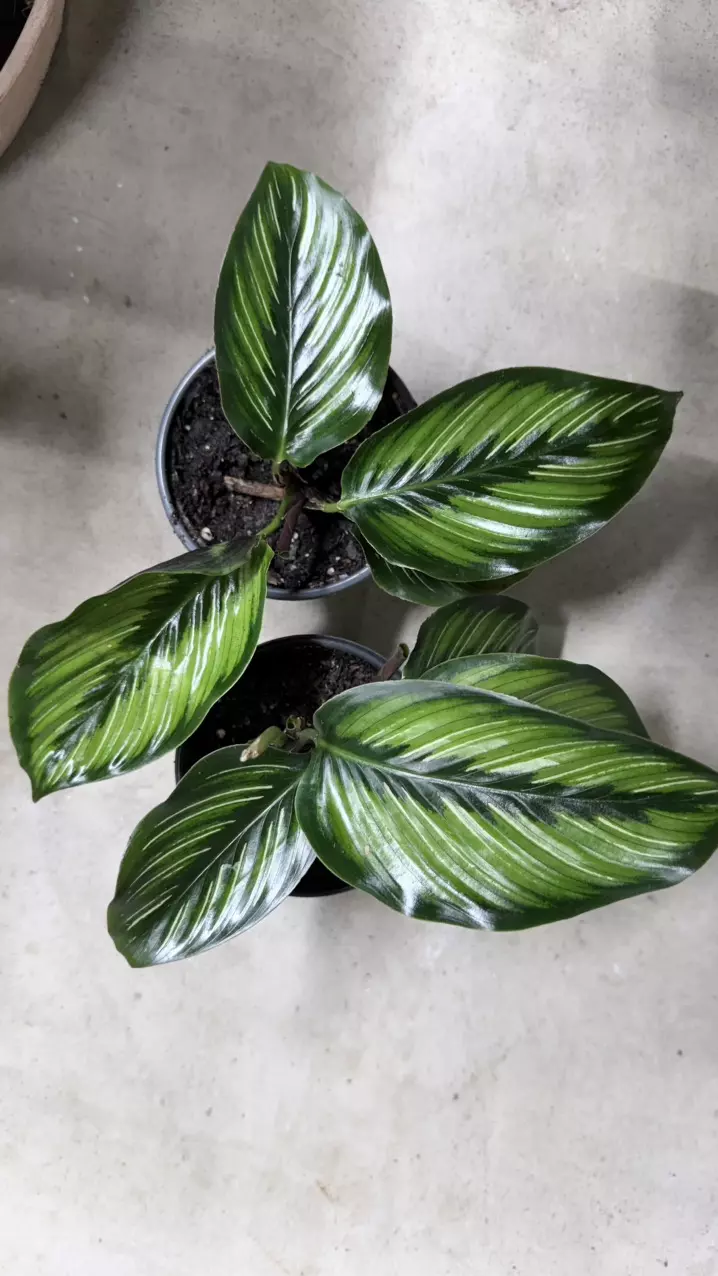 plant/Calathea 'Beauty Star', a type of prayer plant known for its striking foliage.-0