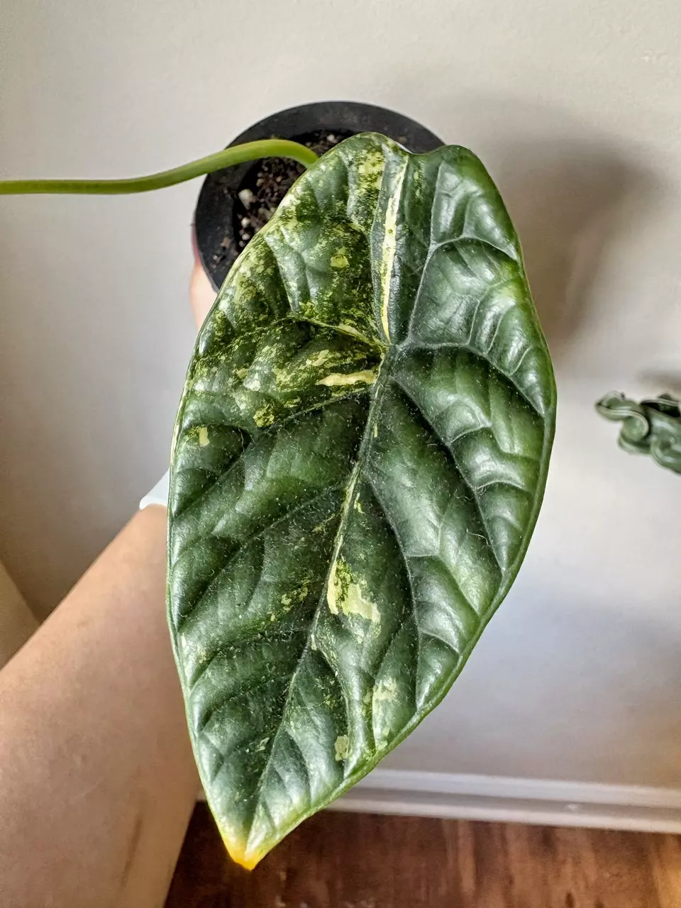 plant/Alocasia Sinuata Aurea Corm B-1