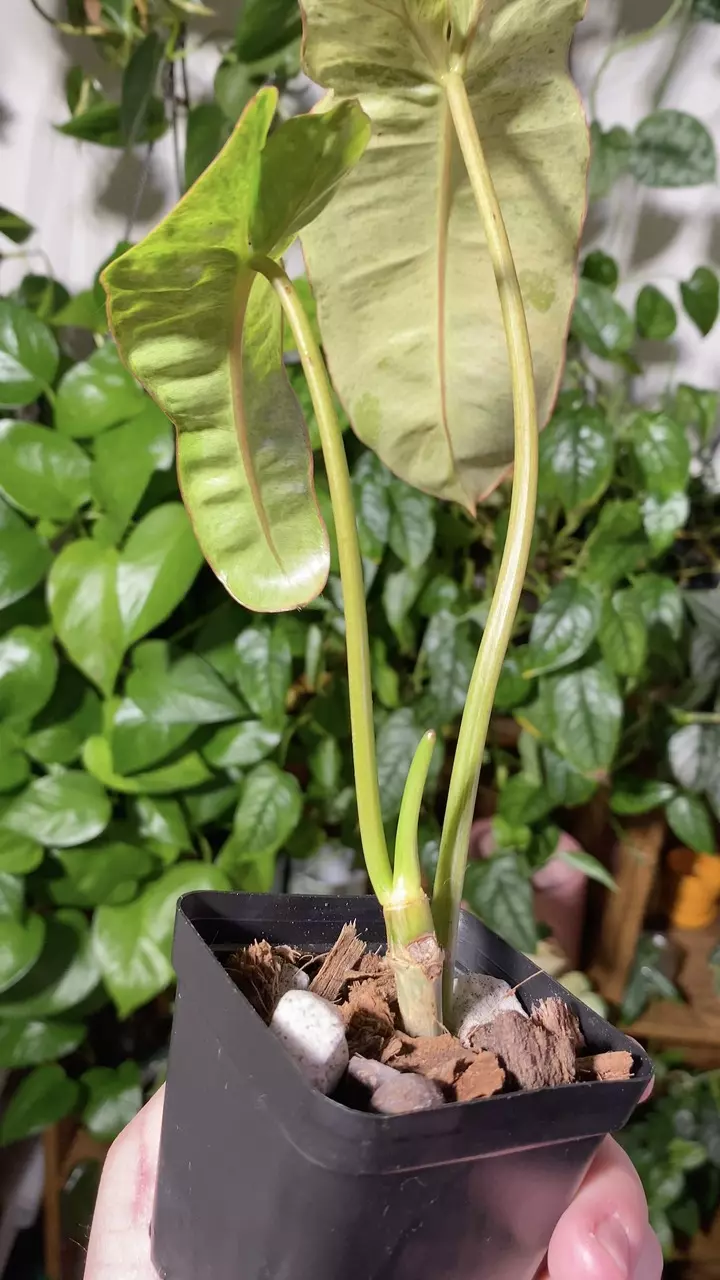 plant/Paraiso Verde Philodendron-2