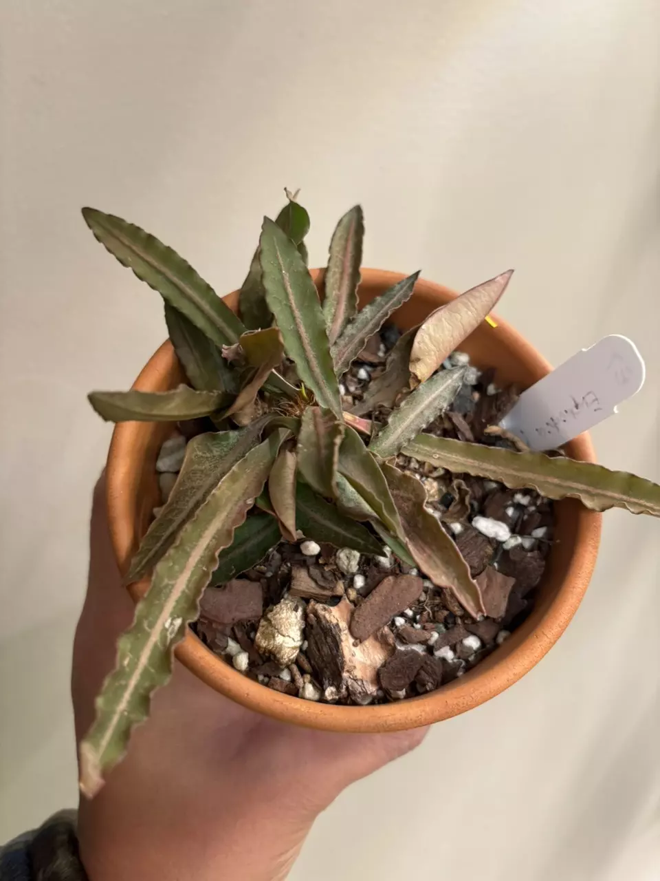plant/euphorbia francoisii-0