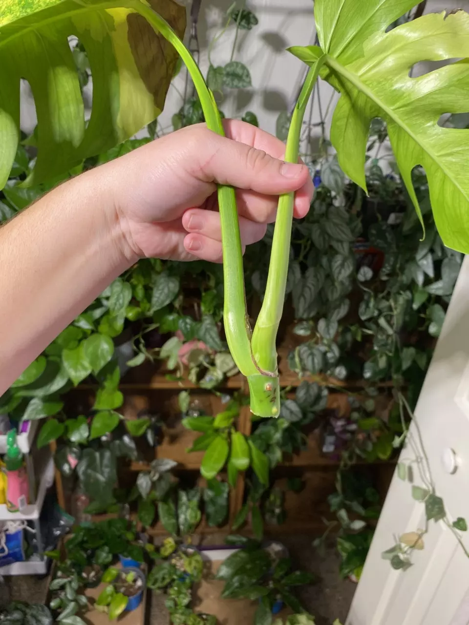 plant/Monstera Aurea Top Cut-1