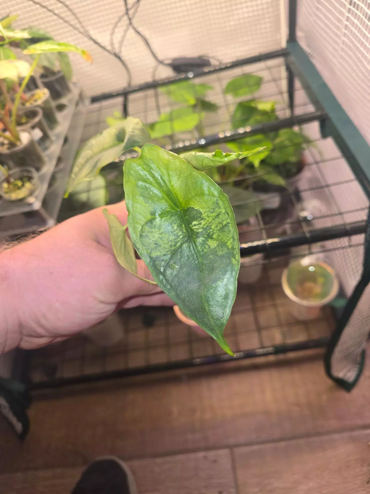 plant/Aurea Dragon Breath-1