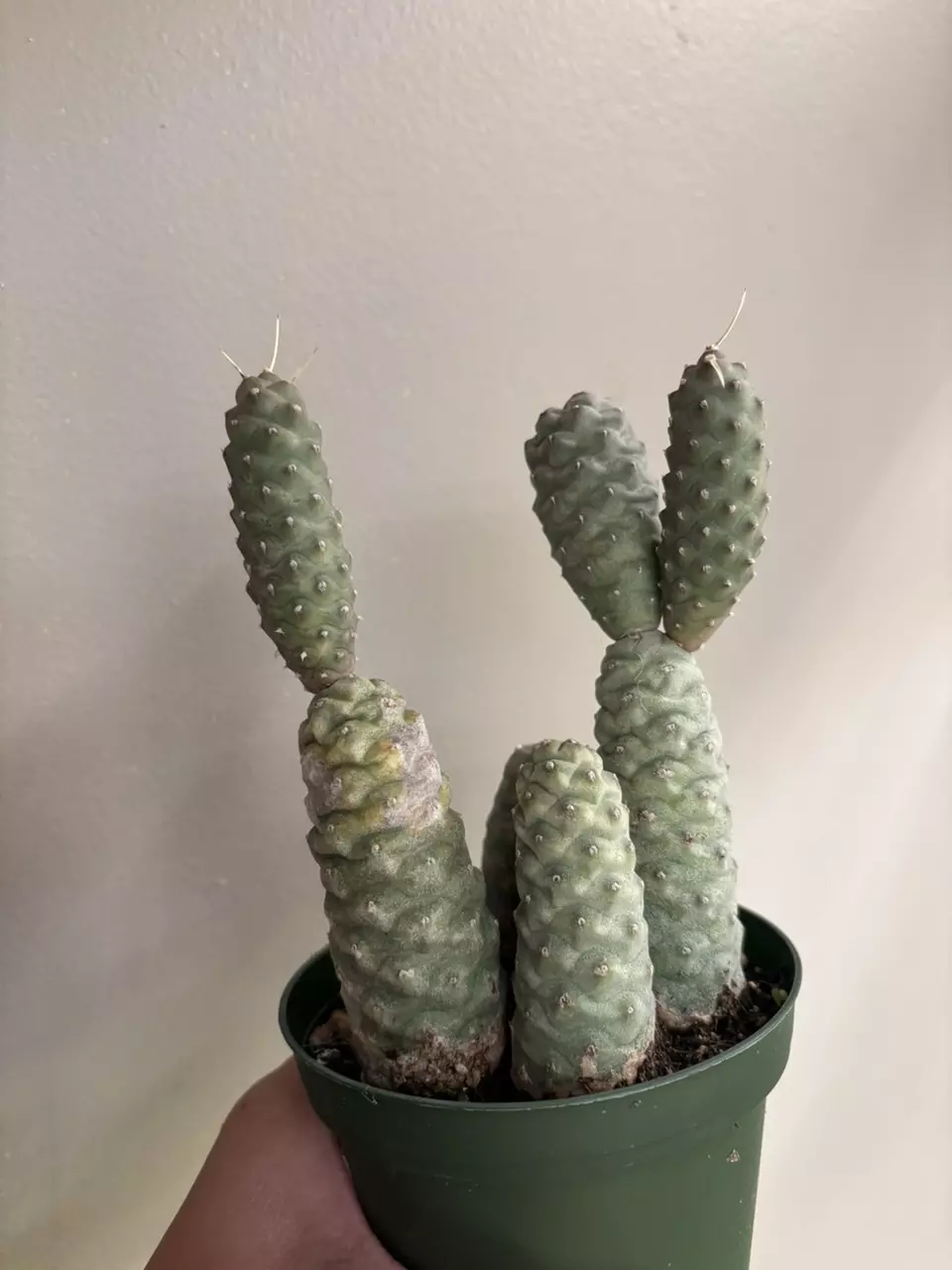 plant/Pinecone cactus-0
