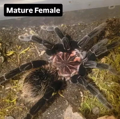 plant/Xenesthis immanis - Colombian Lesserblack Tarantula sling, 1.5-2"-3-thumbnail