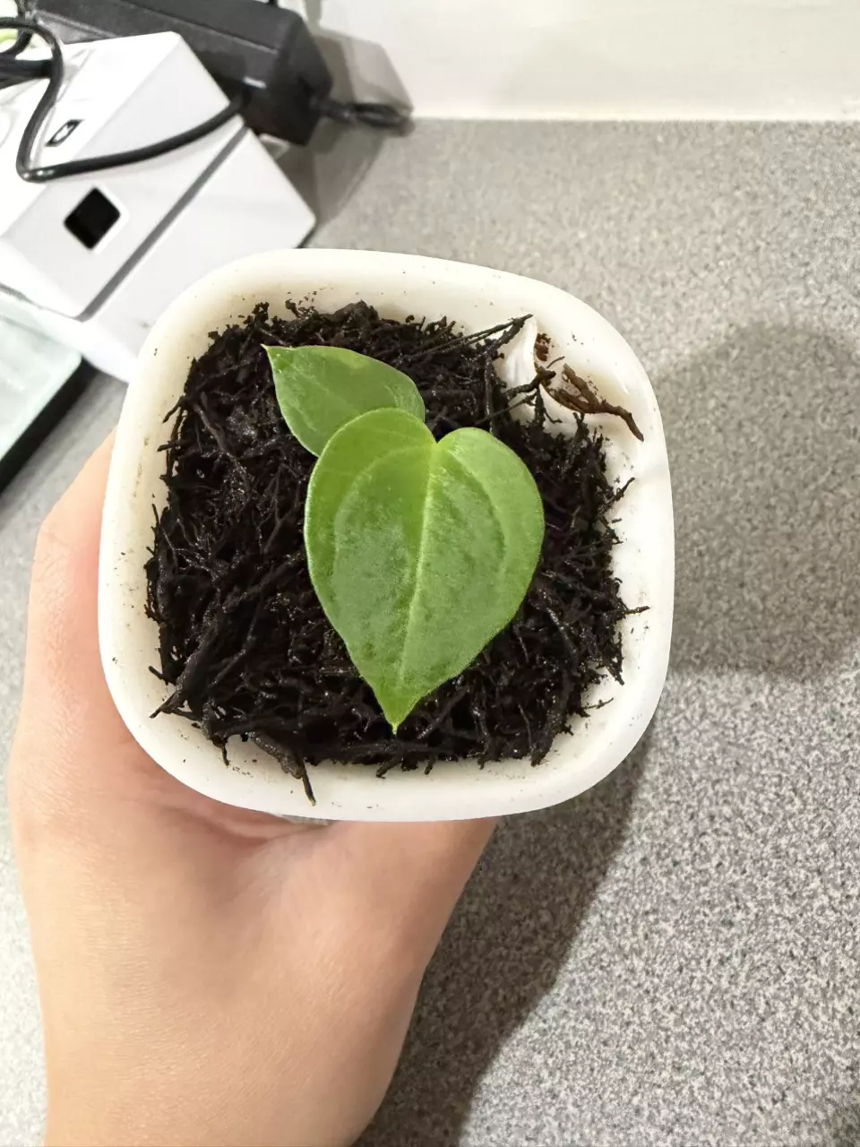 plant/Anthurium PapX × (Brielle × Red Crystal)-5