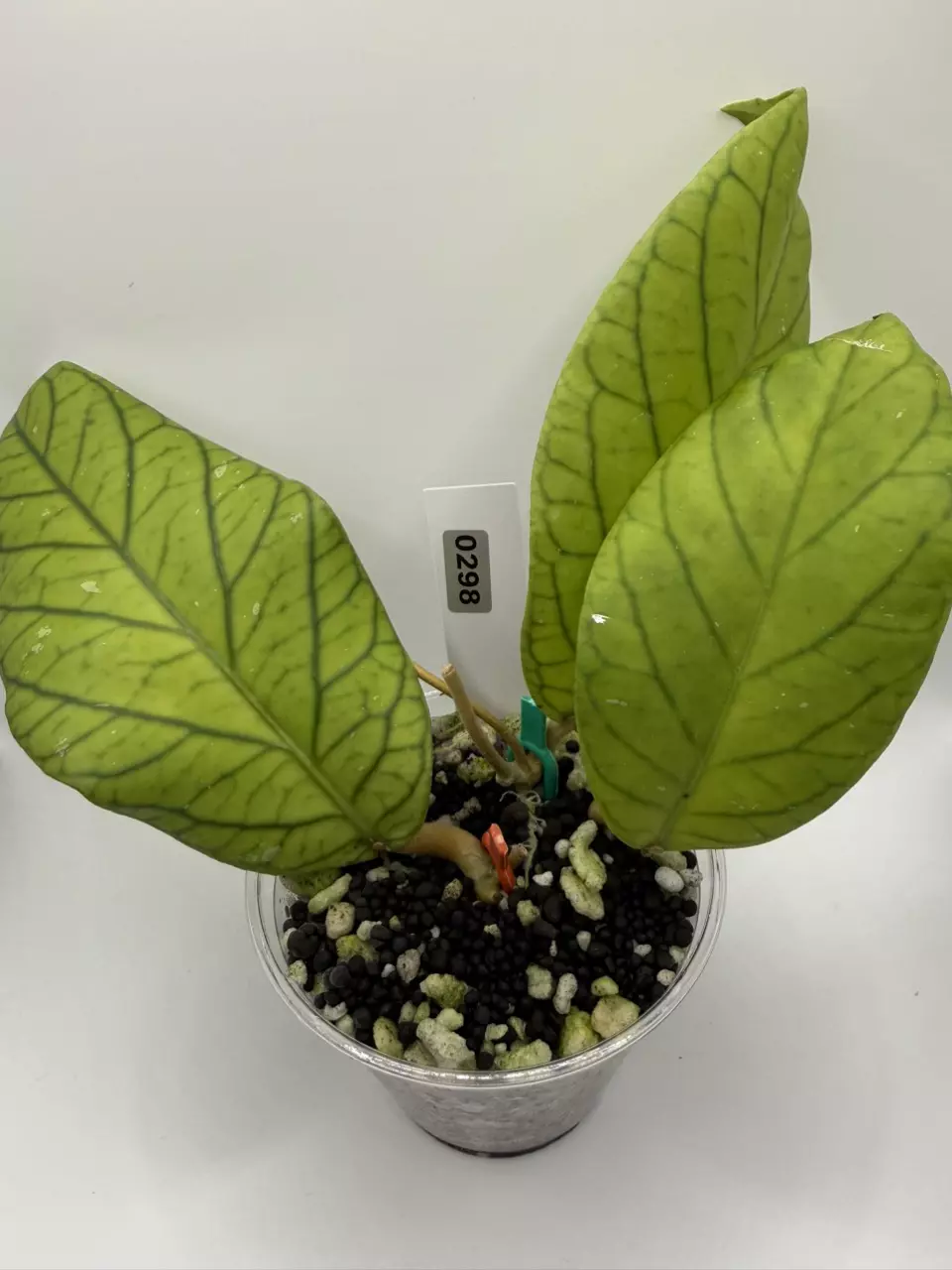 plant/0298 Hoya Meredithii-0