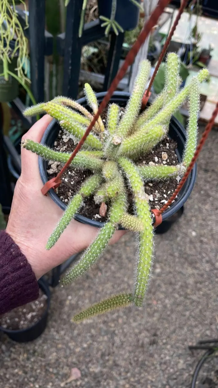 plant/Aporophyllum Tat Tail 6”-0
