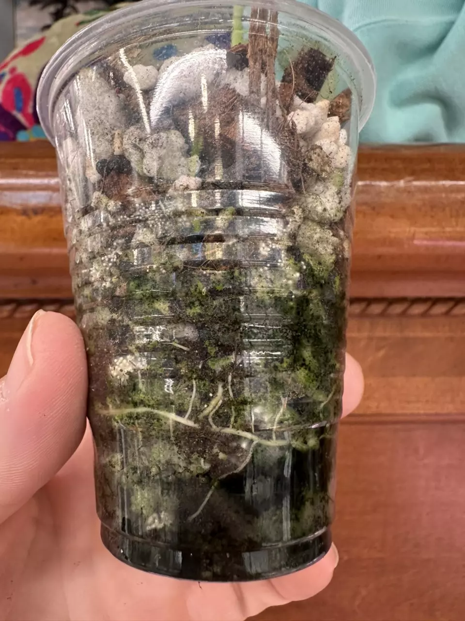 plant/Alocasia Micholitziana ‘Frydek’-5