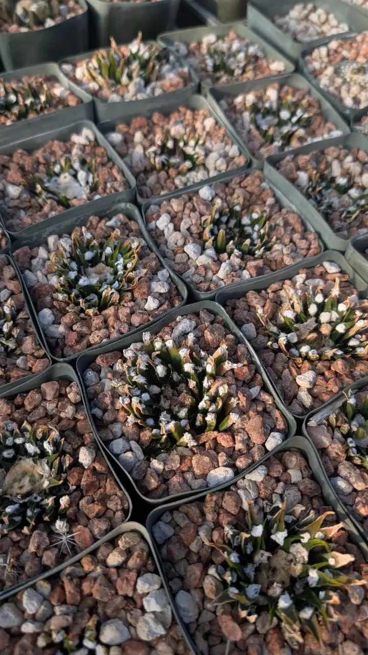 plant/NEW ! Seed  - Ariocarpus Agavoides - 10 pcs - mother plants in listing-2