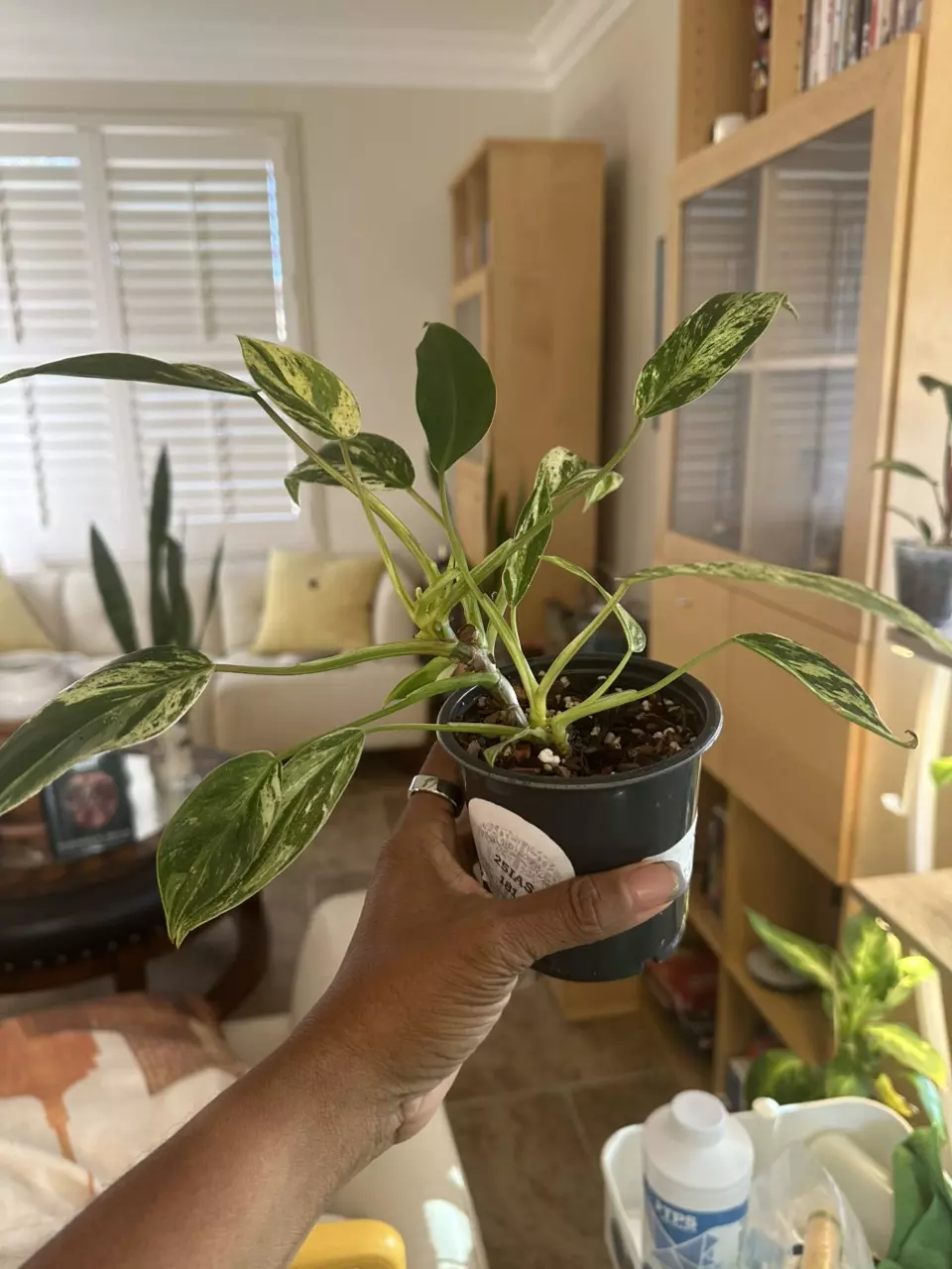 plant/Philodendron Emerald King-0