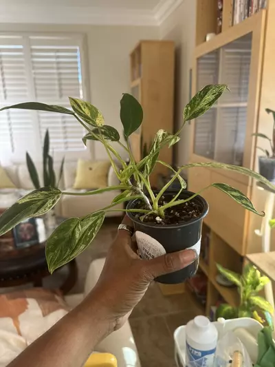 plant/Philodendron Emerald King-0-thumbnail