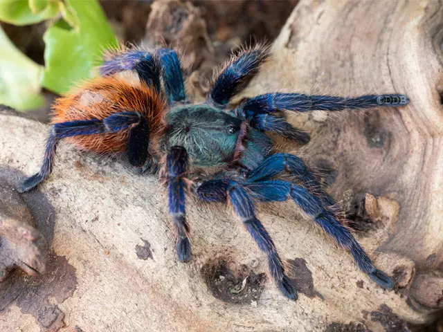plant/$150 Retail Chromatopelma cyaneopubescens (Green Bottle Blue Tarantula) FEMALE 2-2.5"-0