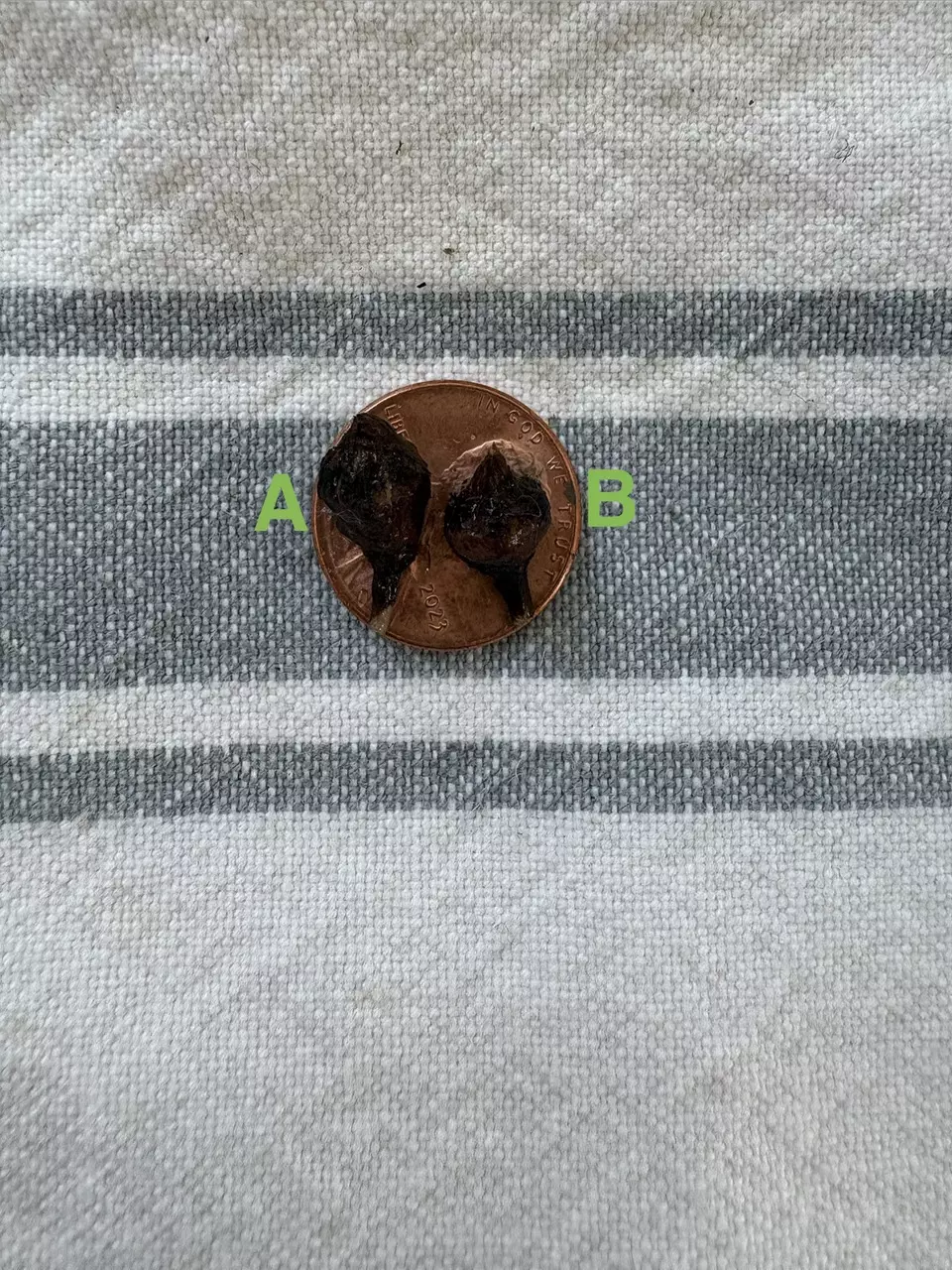 plant/Alocasia Sinuata Aurea Corm B-3