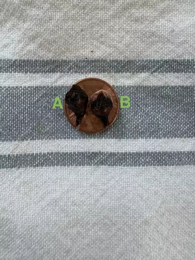 plant/Alocasia Sinuata Aurea Corm B-3-thumbnail