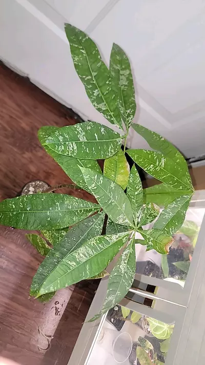 plant/Grafted, varigated money tree-0-thumbnail