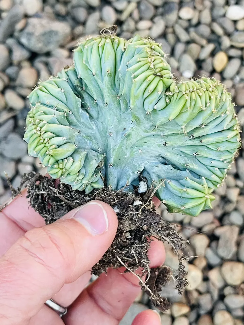 plant/Cactus Geometrizans Cristata 3”-1