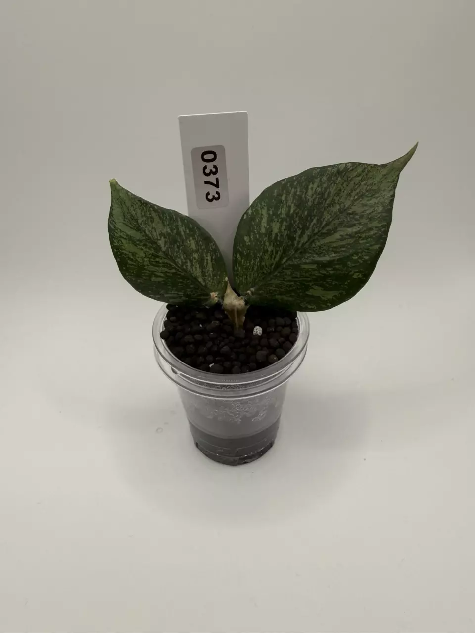 plant/0373 Hoya Polyneura Silver Splash-0