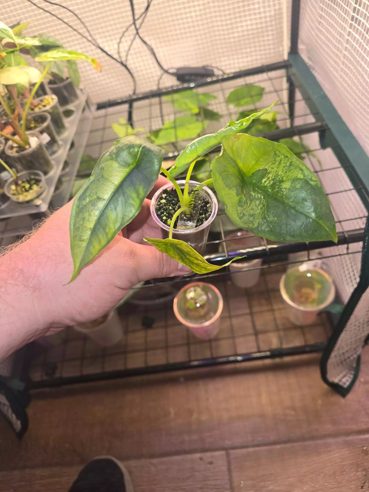 plant/Aurea Dragon Breath-0