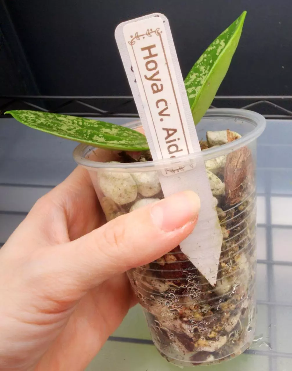 plant/🦄Hoya Cv. Aida-5