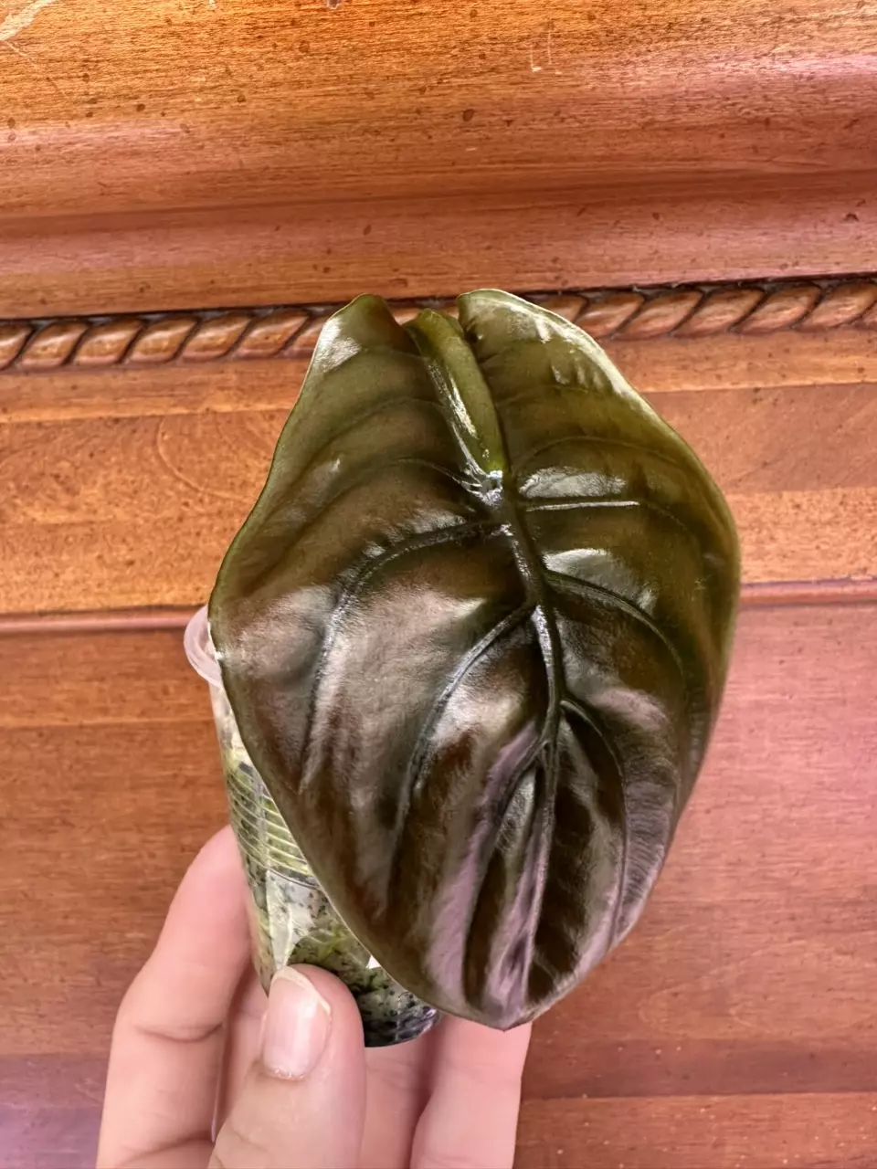 plant/Alocasia Cuprea-0