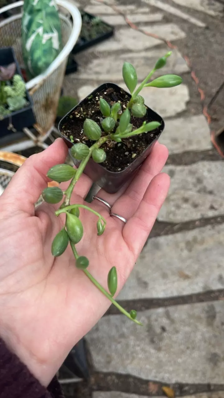 plant/String of Watermelons 2”-0