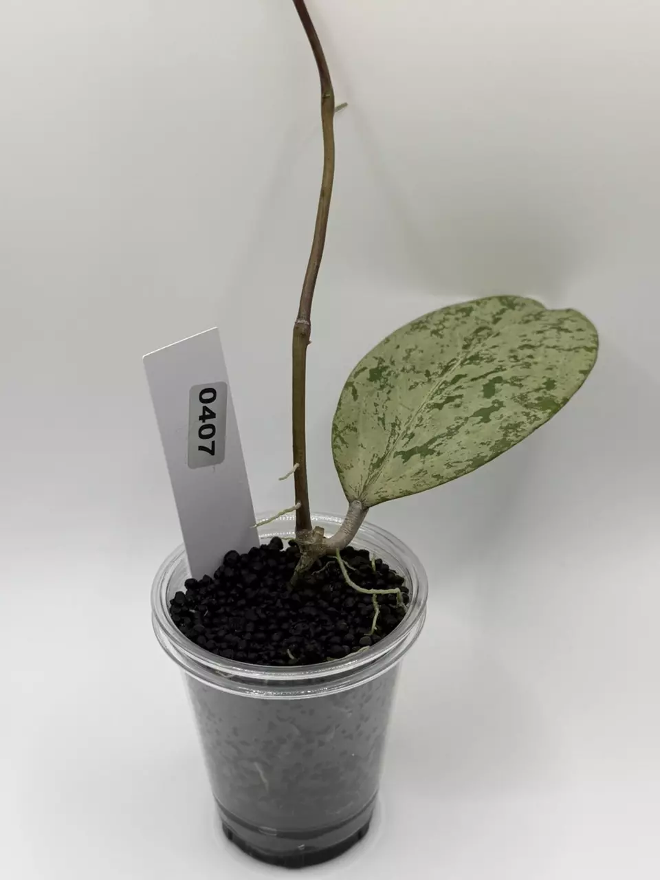 plant/0407 Hoya Michelle-0