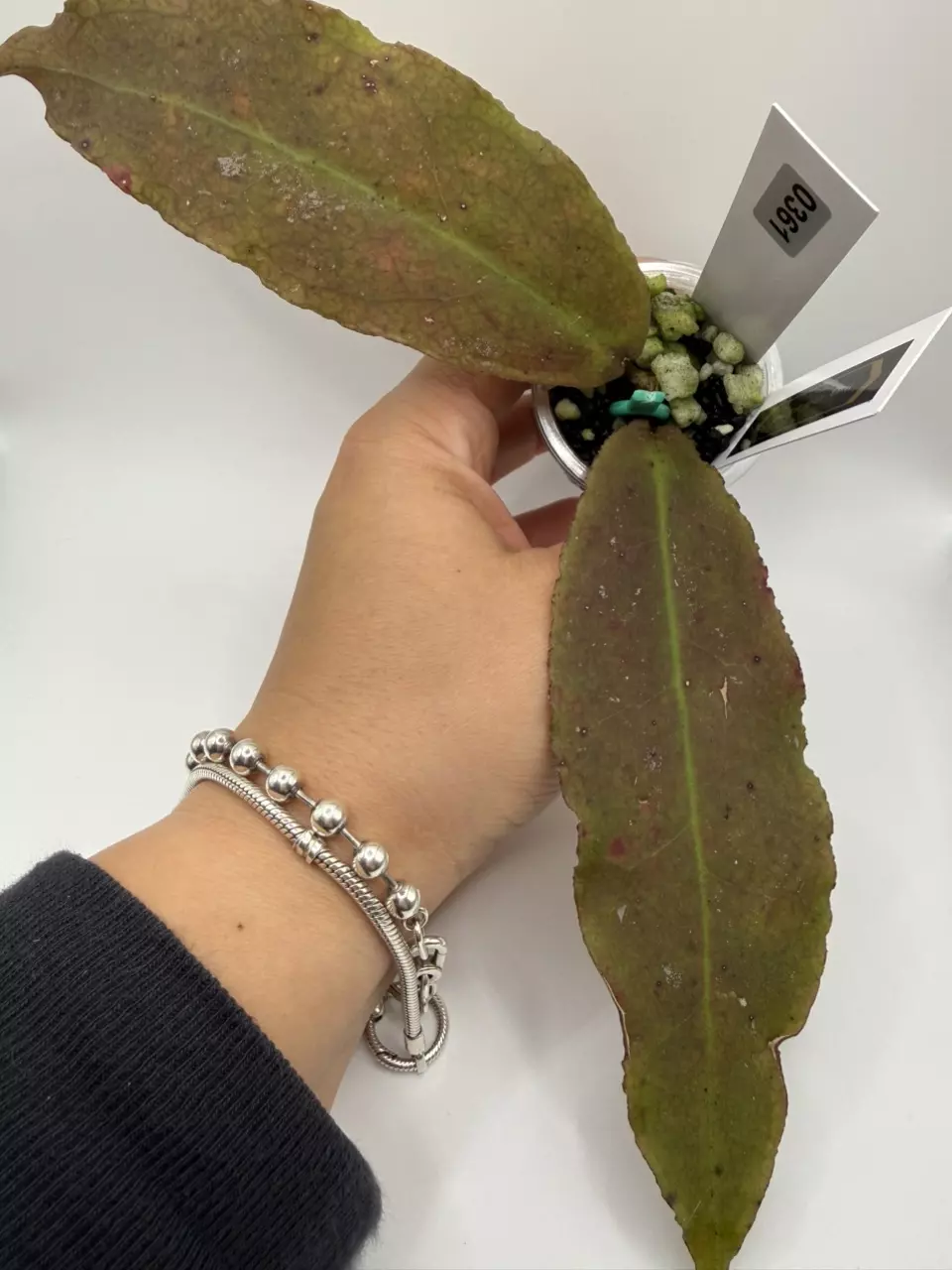 plant/0361 Hoya Undulata Red-0